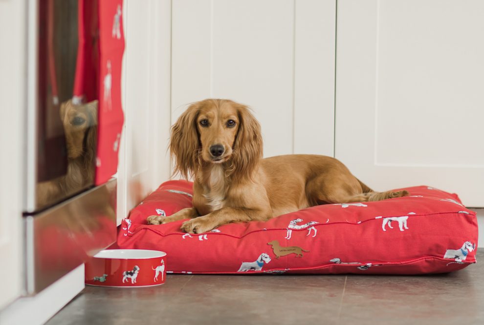Creating a stylish interior space for your dogs