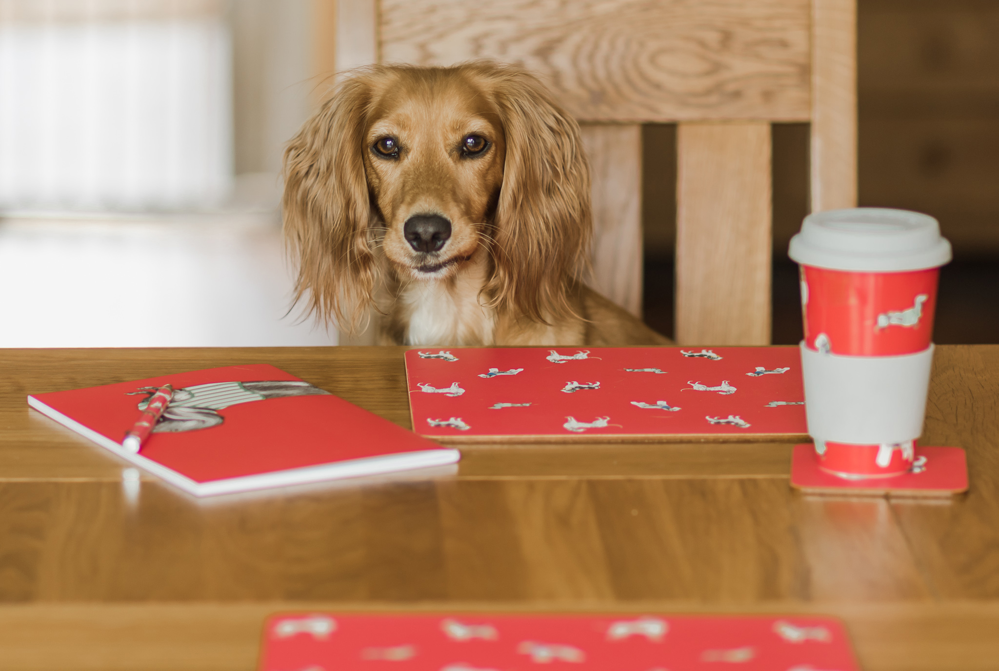 Creating a stylish interior space for your dogs