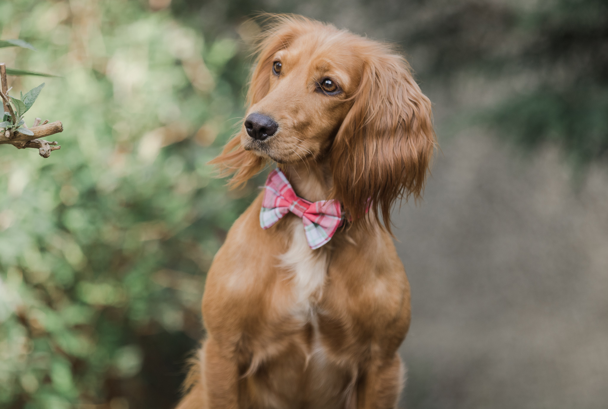 Creating a stylish interior space for your dogs
